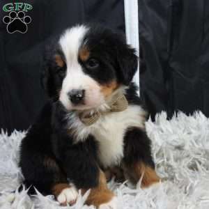 Winston, Bernese Mountain Dog Puppy