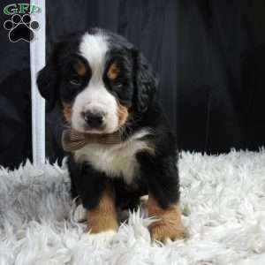 Monte, Bernese Mountain Dog Puppy