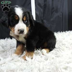 Monte, Bernese Mountain Dog Puppy