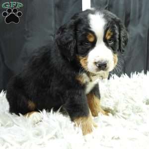 Monte, Bernese Mountain Dog Puppy