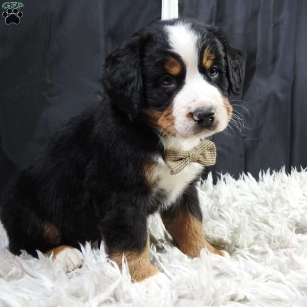 Monte, Bernese Mountain Dog Puppy