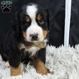 Monte, Bernese Mountain Dog Puppy