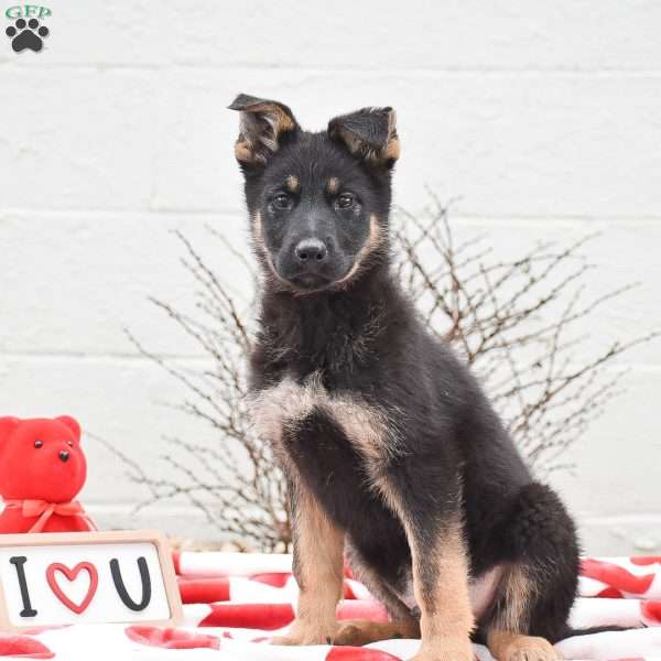 Kobe, German Shepherd Puppy