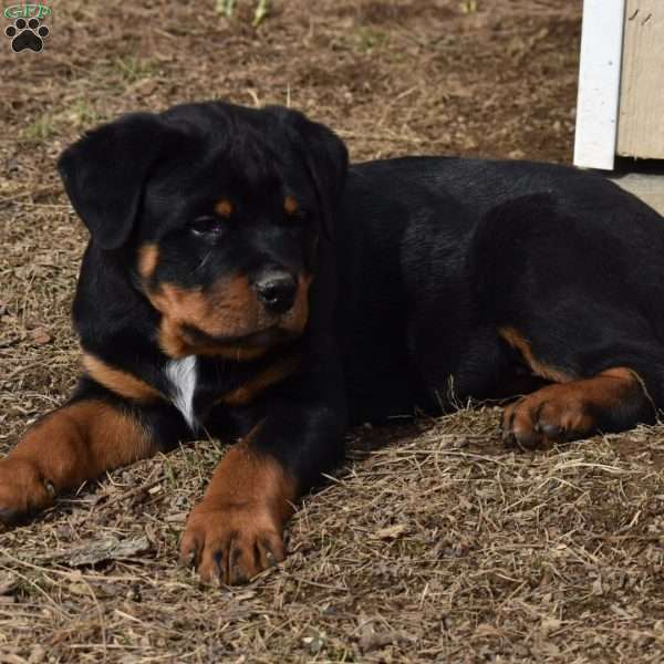 Royce, Rottweiler Puppy