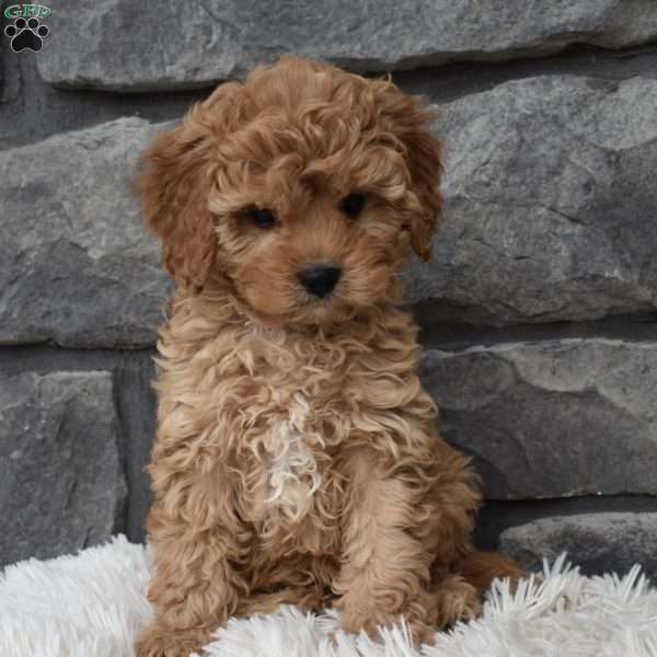 Sam, Cavapoo Puppy