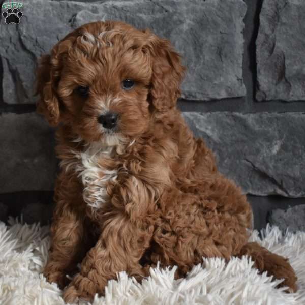 Cinnamon, Cavapoo Puppy