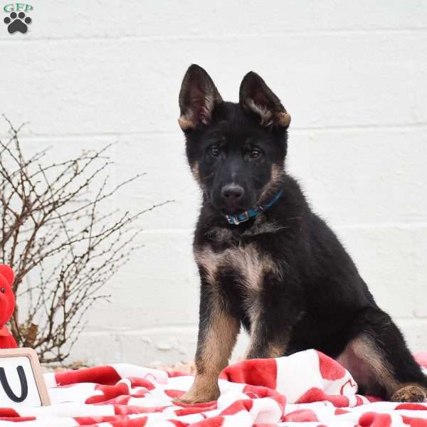 Kyle, German Shepherd Puppy