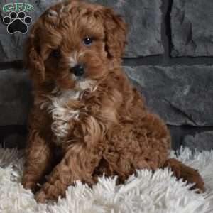 Cinnamon, Cavapoo Puppy