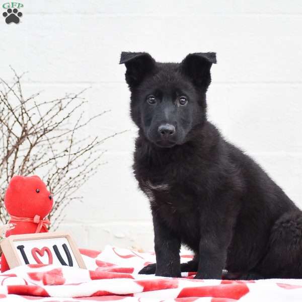 Karter, German Shepherd Puppy