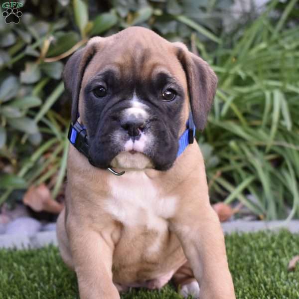 Ziggy, Boxer Puppy