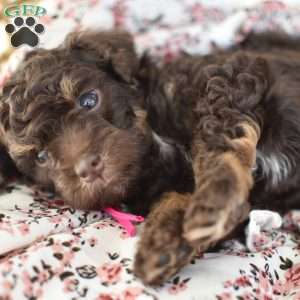 Isabella, Miniature Poodle Puppy