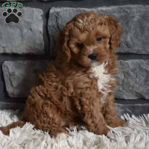 Cinnamon, Cavapoo Puppy