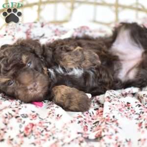 Isabella, Miniature Poodle Puppy