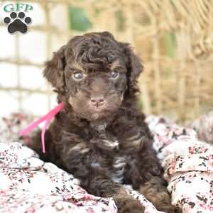 Isabella, Miniature Poodle Puppy