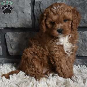 Cinnamon, Cavapoo Puppy