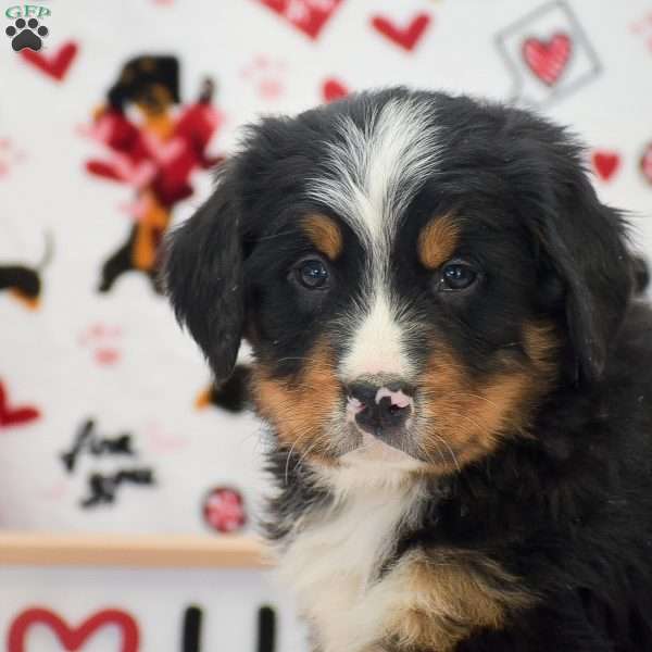 Anthony, Bernese Mountain Dog Puppy