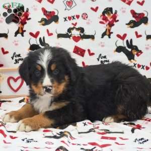 Anthony, Bernese Mountain Dog Puppy