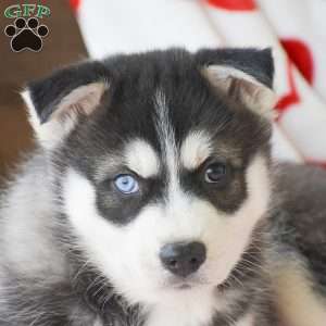 Dustin, Pomsky Puppy