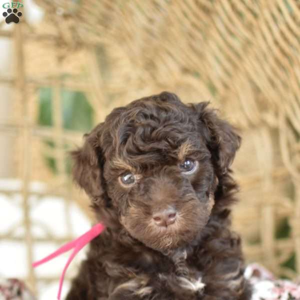 Isabella, Miniature Poodle Puppy