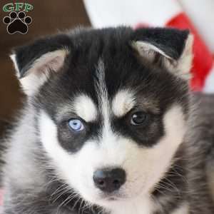 Dustin, Pomsky Puppy