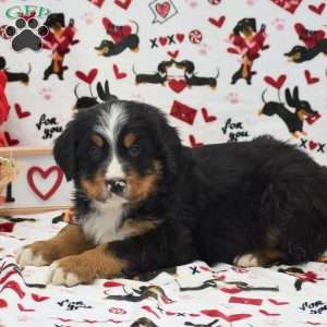 Anthony, Bernese Mountain Dog Puppy