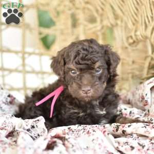 Isabella, Miniature Poodle Puppy