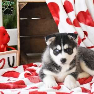 Dustin, Pomsky Puppy