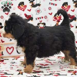 Aaron, Bernese Mountain Dog Puppy