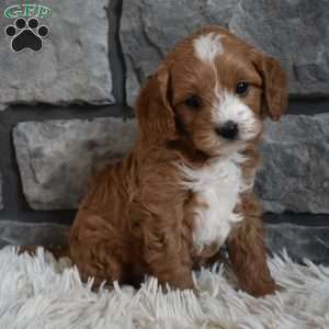 Murphy, Cavapoo Puppy