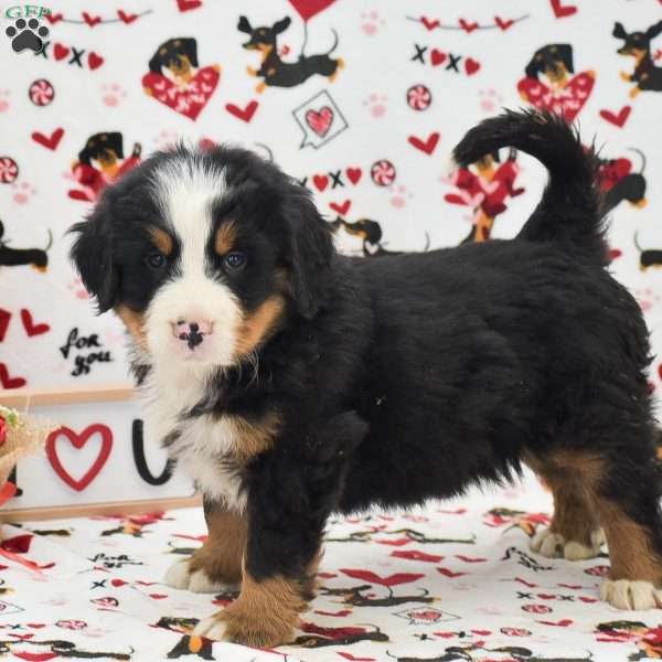 Aaron, Bernese Mountain Dog Puppy