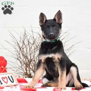 Kelly, German Shepherd Puppy