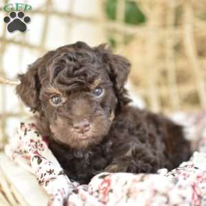 Isabella, Miniature Poodle Puppy