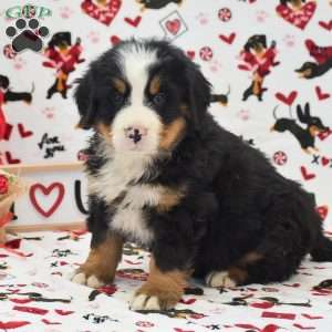 Aaron, Bernese Mountain Dog Puppy