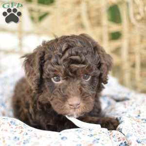 Gio, Miniature Poodle Puppy