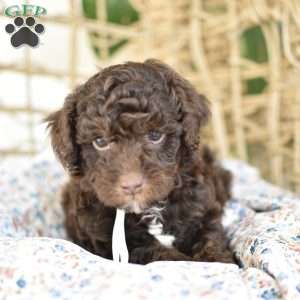 Gio, Miniature Poodle Puppy