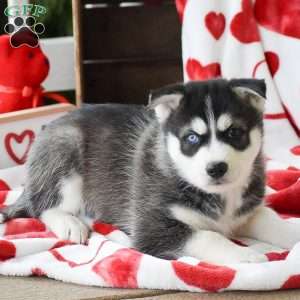 Dustin, Pomsky Puppy
