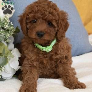 PeeWee, Toy Poodle Puppy