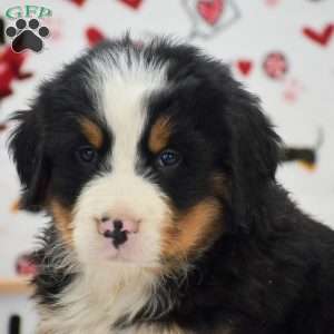 Aaron, Bernese Mountain Dog Puppy