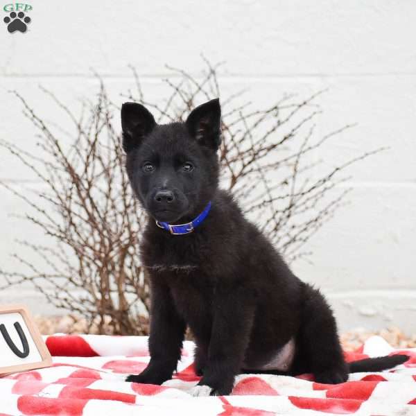 Kimberly, German Shepherd Puppy