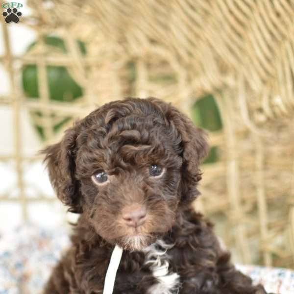 Gio, Miniature Poodle Puppy