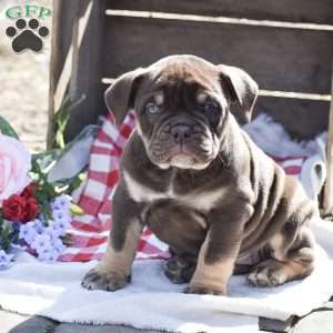 Holly, Olde English Bulldogge Puppy