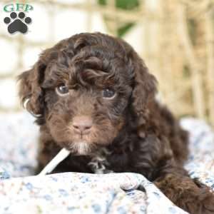 Gio, Miniature Poodle Puppy