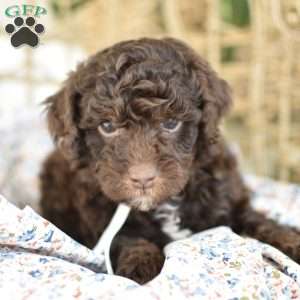 Gio, Miniature Poodle Puppy