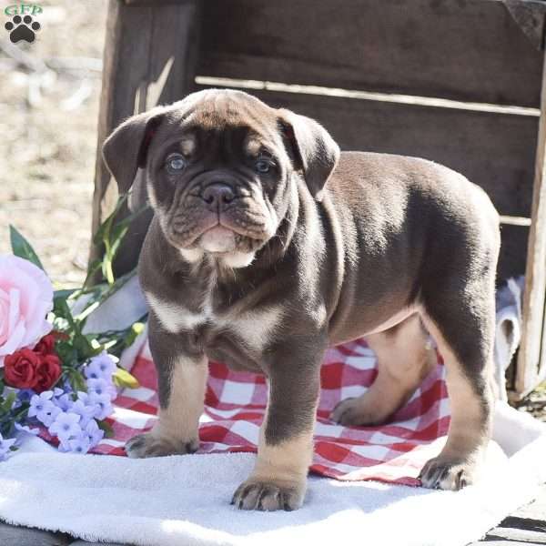 Holly, Olde English Bulldogge Puppy