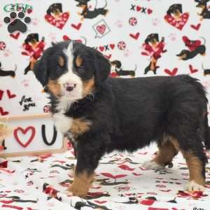 Amanda, Bernese Mountain Dog Puppy