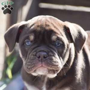 Holly, Olde English Bulldogge Puppy