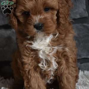 Cinnamon, Cavapoo Puppy