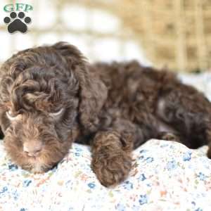 Gio, Miniature Poodle Puppy