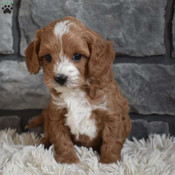 Murphy, Cavapoo Puppy