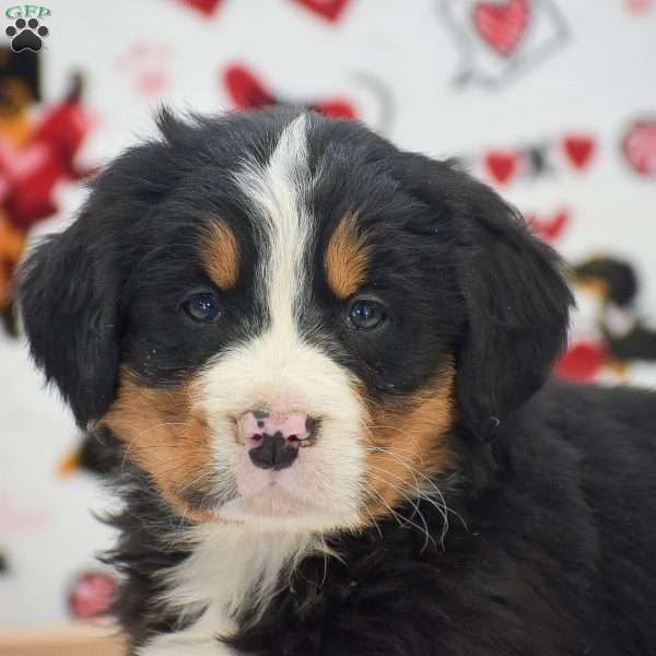 Amanda, Bernese Mountain Dog Puppy